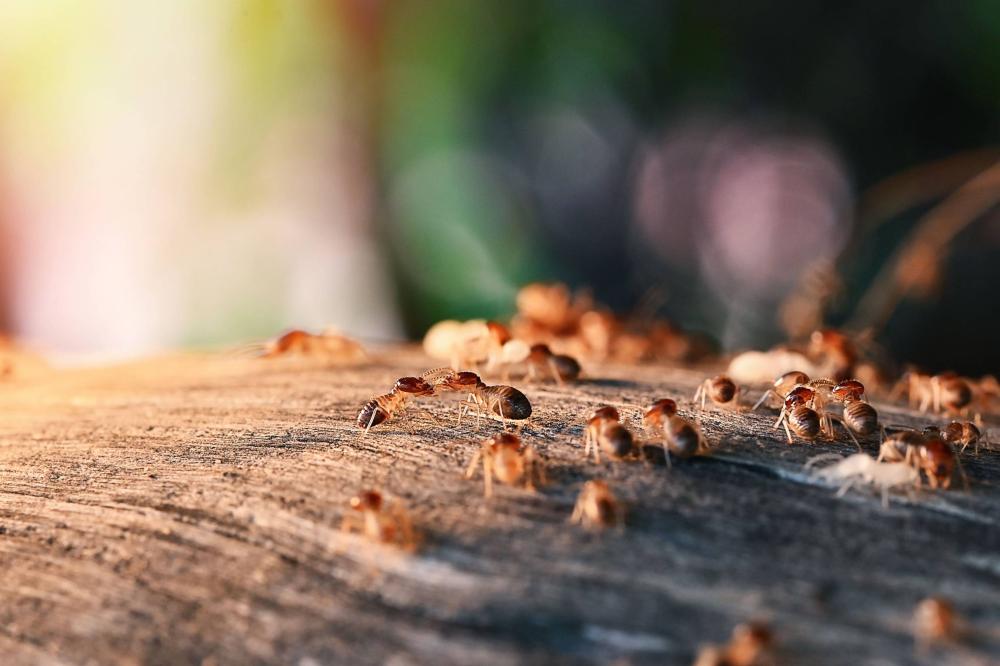 Traitement termite à Venansault