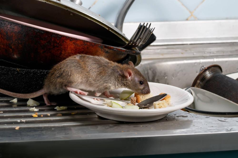 Traitement souris à Venansault