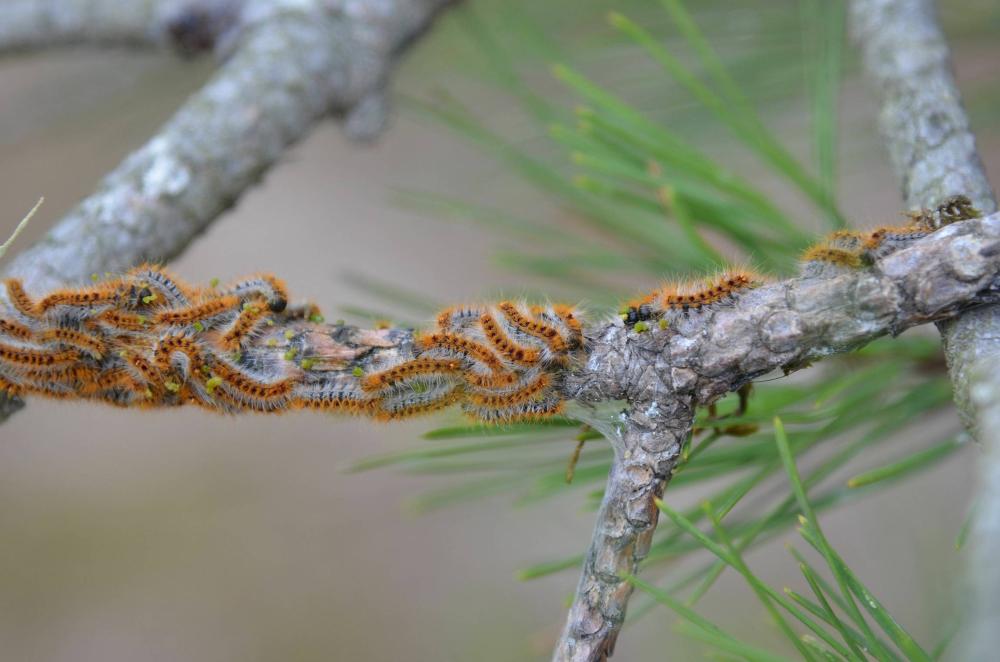 Traitement chenille processionnaire à Venansault