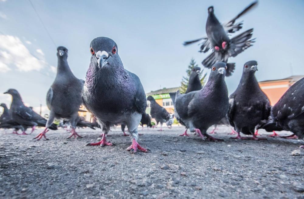 Pics anti-pigeons